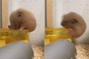 d2b28dcc0f530372dd4a2c4cdb324c7f