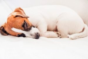 d42fdc69-8c78-8662-b13e-f9d766ae91a8_620