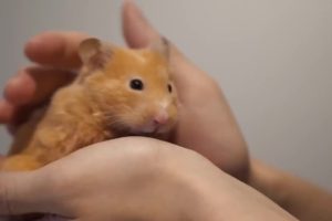 db4c-0145444b61f07a3cdb667780642410d6