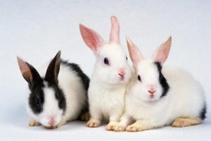 e3dab707fa6643d0bfa6a4b1d63fe618