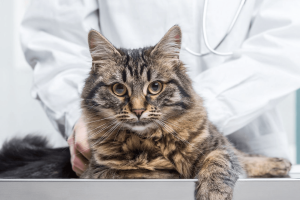 ec48h-when-is-my-cats-weight-a-health-problem-hero-cat