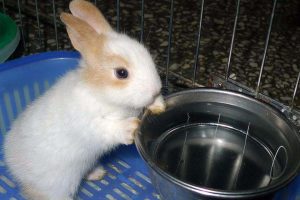 fdc912ac0e874e60a1e4a14dfb7e74a9