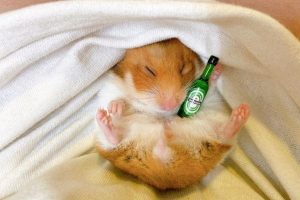 hamster_lucky.02_2404780304404322771326012620176521254754923n