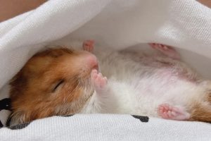 hamster_lucky.02_2453198808600950413190357579041270537944551n