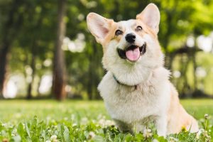 https___cdn.cnn.com_cnnnext_dam_assets_220818142713-dogs-tears-emotions-wellness-stock