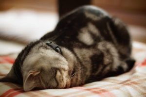 ianbZlYIBKvmxUTOTFHK6xV4tnBz9QMXH-wTDR_sEw0