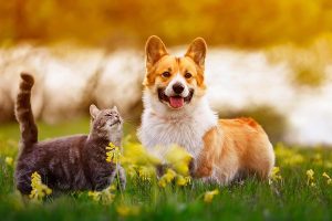 iot-changes-life-with-pets-main