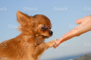 tender touch handshake of young woman hand and little cute sweet puppy of chihuahua pet dog outdoors blue sky
