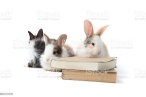 Group of adorable fluffy rabbits with book (symbol of knowledge, learning and studying) on white background, cute bunny study and learn, pet education and animal training concept