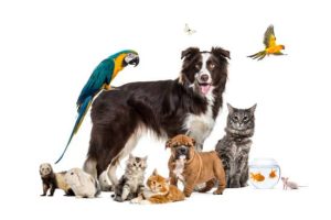 Group of pets posing around a border collie; dog, cat, ferret, rabbit, bird, fish, rodent