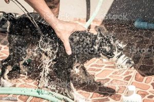 Dog take a bath on sunny day,vintage filter