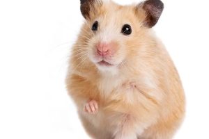 Beige hamster on a white background