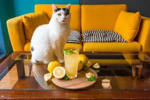 limonata-fatta-in-casa