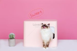 lovepik-puppet-cat-pet-photo-picture_501570696