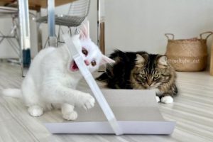 nIVbAz011QLywfBwFFJEYnhdaomPRrSvggAhZ3fZ