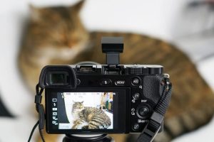 pet_photography