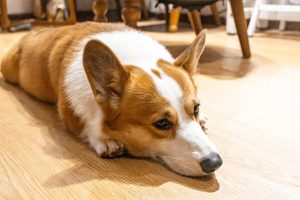 pngtree-dog-lying-on-the-floor-with-dog-background-image_776108