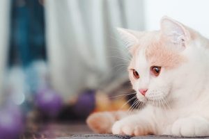 pngtree-pet-house-cute-kitten-hd-background-image_782861