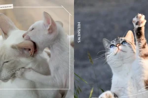 posts_image3_108403_1625125699