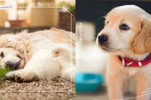 posts_image3_110968_1630916658