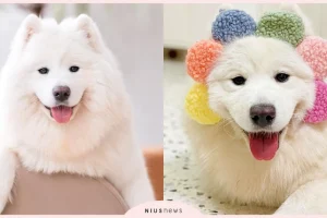 posts_image3_113200_1637053825