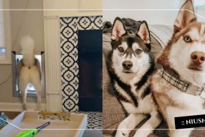 posts_image3_113869_1638936054