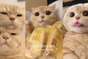 posts_image3_115915_1645603538