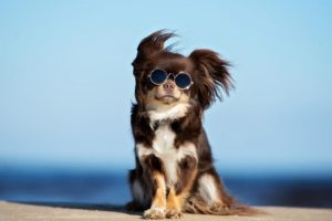 shutterstock_1081879181.jpg_1140x855