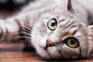 shutterstock_1086193616-1