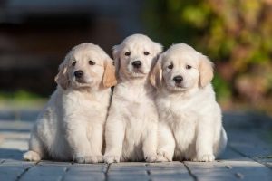 20825205 - happy puppies of golden retriever