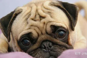 v2-0ab514561e173ff812040524ca977524_1440w