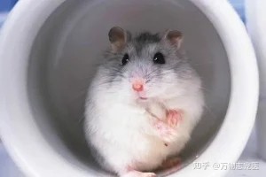 v2-40e177486ea86ca22da27da7b4635ede_1440w