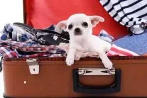 v2-5b1a652a5a67d24ff8dfa08f398cbf66_720w