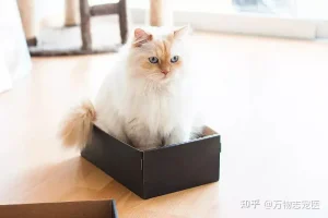 v2-a7449f22bf0cc353c4af7578b2858e25_1440w