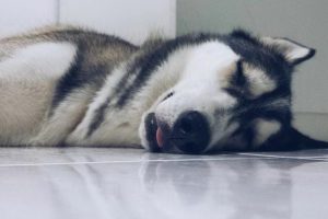 v2-cc833804ef7d2e18d19a4df1b6d130af_ipico