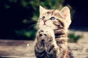 womany_Cute_Cats_cats_33440930_1280_800_1410542878-19856-1650