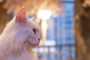 寵物攝影怎麼拍