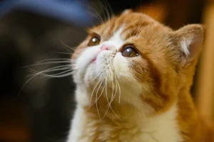 —Pngtree—exotic short cat pet kitten_1355622