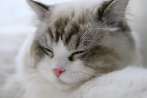 —Pngtree—sleeping bio pet kitten_1355666