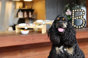 ➌ 雲品溫泉酒店日月潭--寵物友善