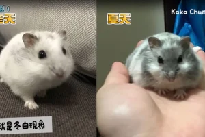 《倉鼠人》我適合養什麼鼠_七種類鼠飼養分享-YouTube-Google-Chrome-2022_8_11-下午-05_25_40-拷貝