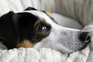 「水化」技術：環保與愛的結合，為寵物提供溫和的善終之旅