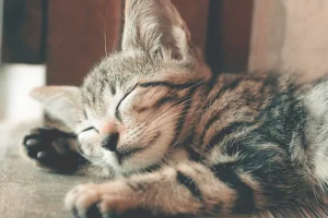 「水化」：新一代環保殯葬方式的秘密