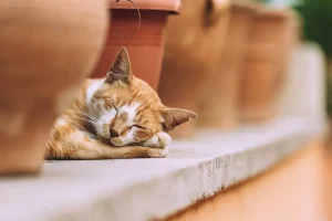 低碳愛寵告別儀式：台灣水化技術的環保優勢與全球視野