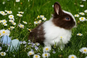 兔子火化 流程中需要注意的關鍵細節，不能忽視