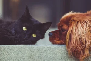 台灣寵物殯葬新趨勢：從火化到環保的「水化」