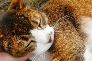 台灣寵物水化善終指南：一個環保的愛寵告別選擇