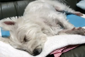 台灣寵物水化趨勢：環保葬禮的新選擇