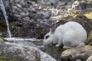 喝水的兔子-喝水时兔子闭嘴-196199736