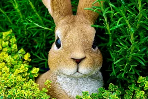 如何安排兔子的喪禮儀式及後續處理事項？